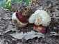 Sátántinóru (Rubroboletus satanas), Budai-hegység